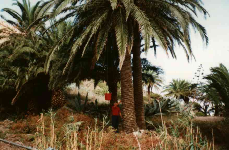 Bajar el guarapo de la palmera