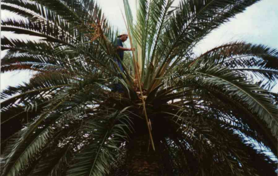 Tumbar el cogollo