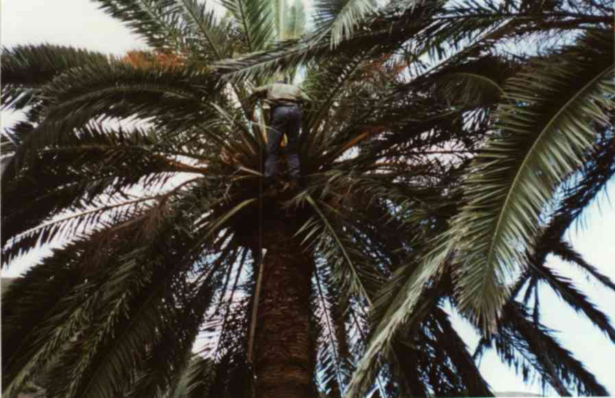 Trepar hasta la palmera
